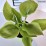 Hosta 'Zounds'