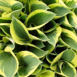 Hosta 'Carnival'