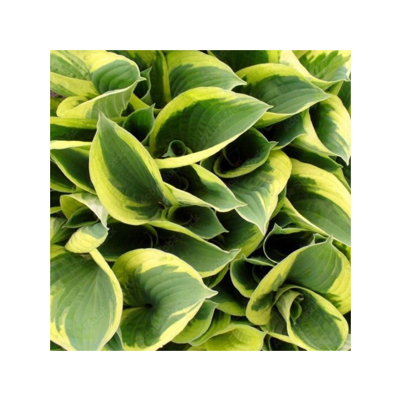 Hosta 'Carnival'