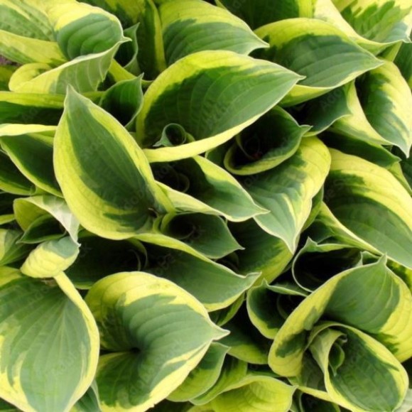 Hosta 'Carnival'