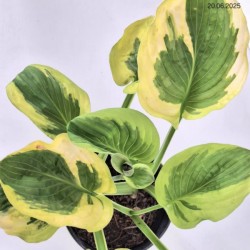 Hosta 'Carnival'