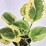 Hosta 'Carnival'