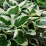 Hosta 'Minuteman'