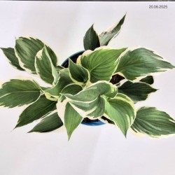 Hosta 'Minuteman'
