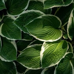 Hosta 'Patriot'