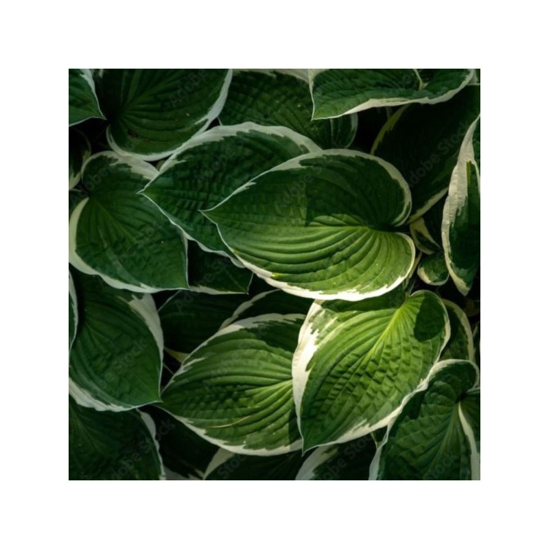 Hosta 'Patriot'