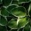 Hosta 'Patriot'