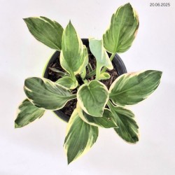 Hosta 'Patriot'