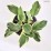 Hosta 'Patriot'