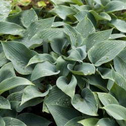 Hosta 'Halcyon'