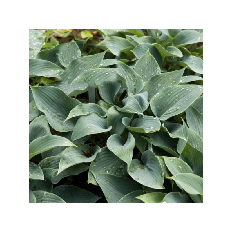 Hosta 'Halcyon'