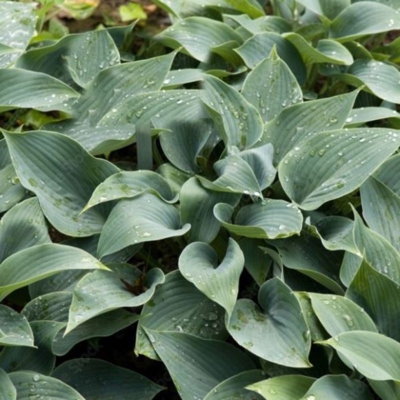 Hosta 'Halcyon'