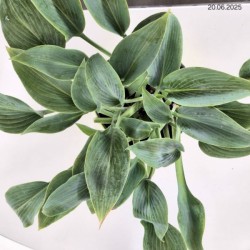 Hosta 'Halcyon'