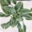 Hosta 'Halcyon'