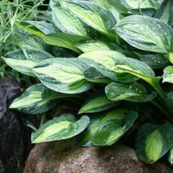 Hosta 'Gypsy Rose'