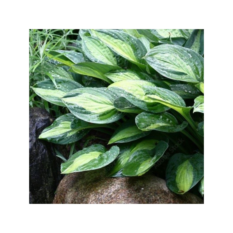 Hosta 'Gypsy Rose'