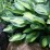 Hosta 'Gypsy Rose'