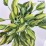Hosta 'Gypsy Rose'