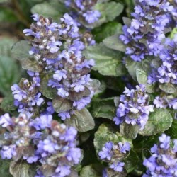 Ajuga reptans 'Burgundy Glow'
