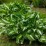 Hosta 'Undulata Mediovariegata'