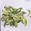 Hosta 'Undulata Mediovariegata'
