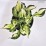 Hosta 'Colored Hulk'