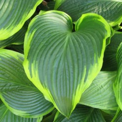 Hosta 'Tokudama...