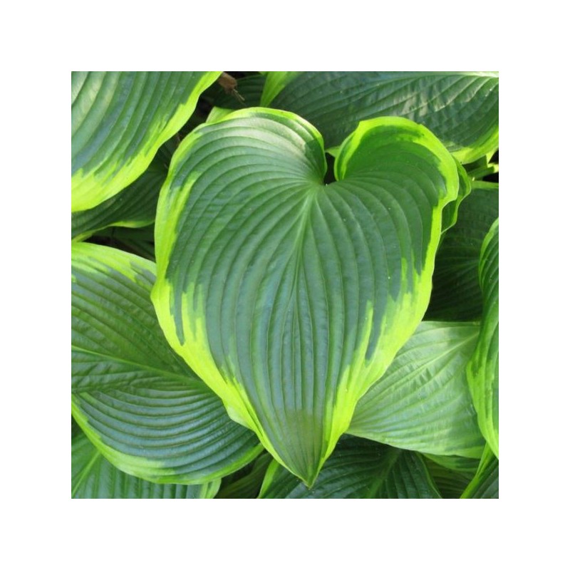 Hosta 'Tokudama Flavocircinalis'