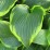 Hosta 'Tokudama Flavocircinalis'
