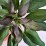 Alstroemeria INDIAN SUMMER 'Tesronto' PBR