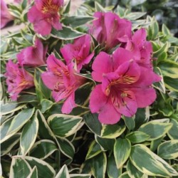 Alstroemeria RIVER VALLEY...