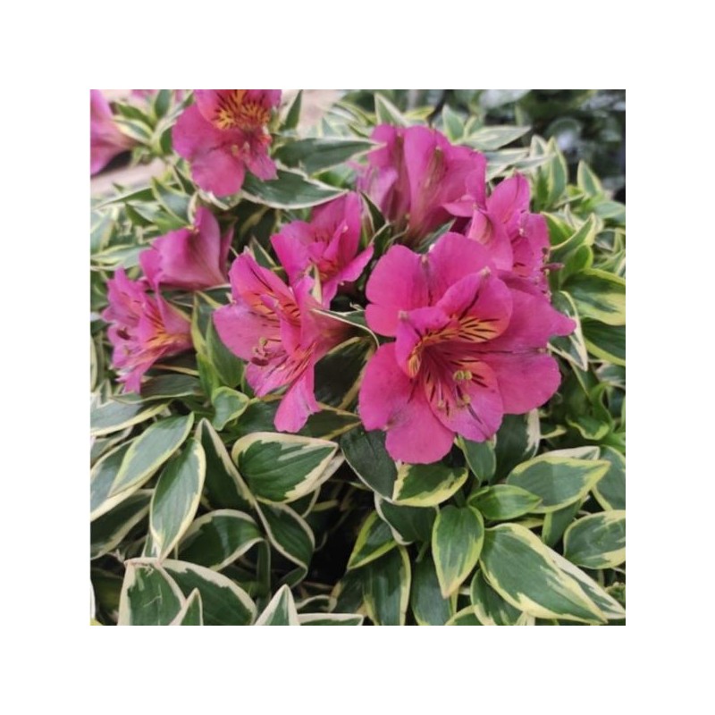 Alstroemeria RIVER VALLEY 'Tessumriver' PBR