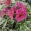 Alstroemeria RIVER VALLEY 'Tessumriver' PBR