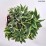 Alstroemeria RIVER VALLEY 'Tessumriver' PBR