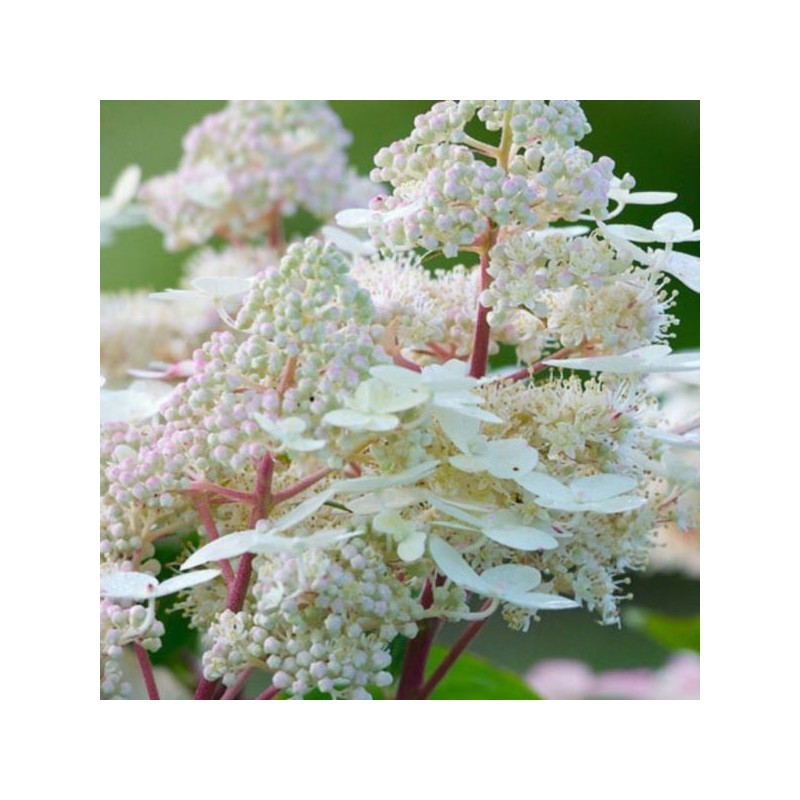 Hydrangea p. EARLY HARRY 'HPOPR018' PBR