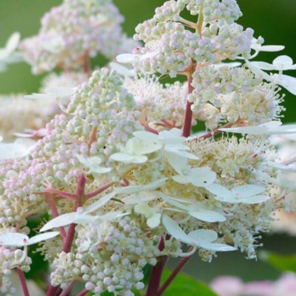 Hydrangea p. EARLY HARRY 'HPOPR018' PBR