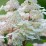 Hydrangea p. EARLY HARRY 'HPOPR018' PBR