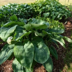 Hosta 'Empress Wu'