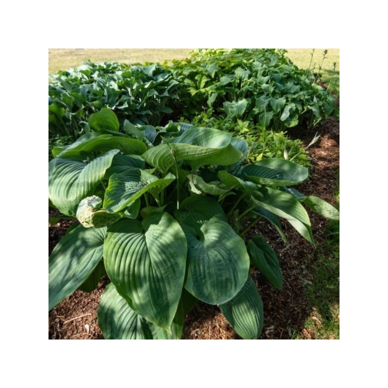 Hosta 'Empress Wu'