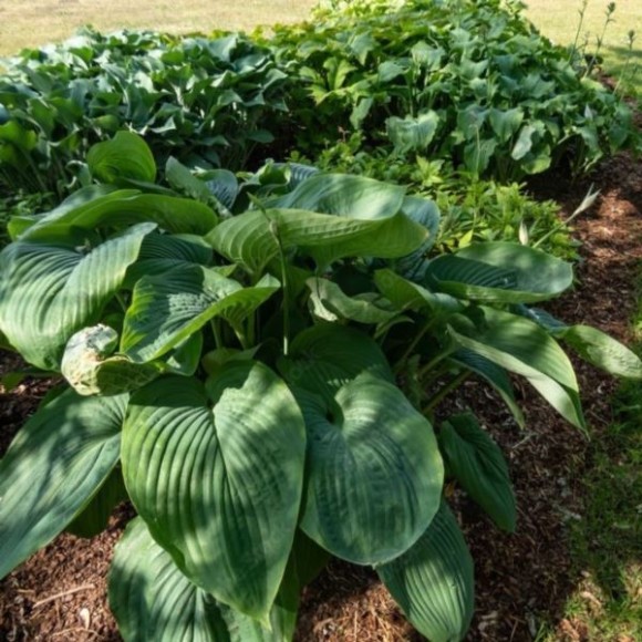 Hosta 'Empress Wu'