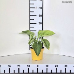 Hosta 'Empress Wu'