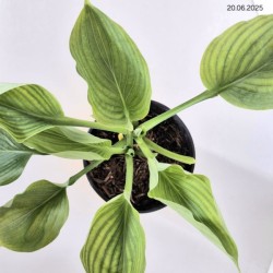 Hosta 'Empress Wu'