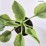 Hosta 'Empress Wu'