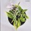 Hosta 'Liberty'