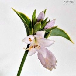 Hosta 'Liberty'
