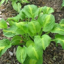 Hosta 'Mango Tango'