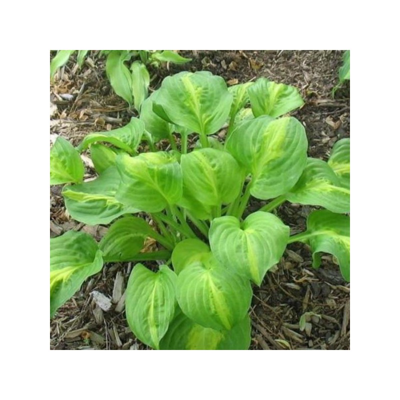 Hosta 'Mango Tango'