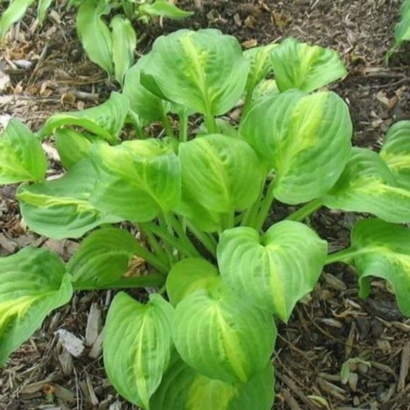 Hosta 'Mango Tango'