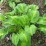 Hosta 'Mango Tango'