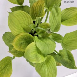 Hosta 'Mango Tango'